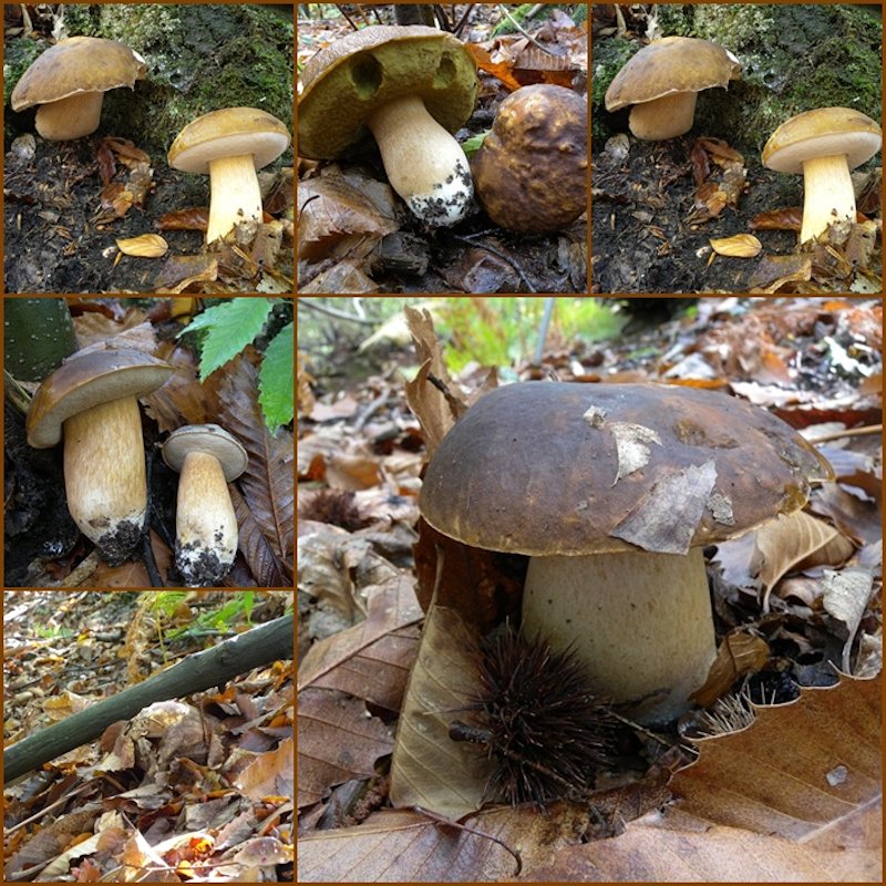 colori e sapori del bosco!!!